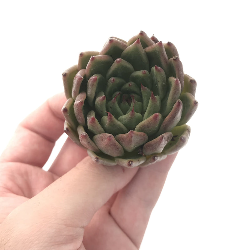 Echeveria 'Zaragosa' Hybrid 3" Succulent Plant