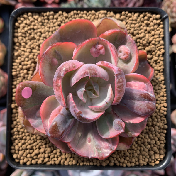 Echeveria 'Beyonce' Hearts Delight Variegated 3" Rare Succulent Plant