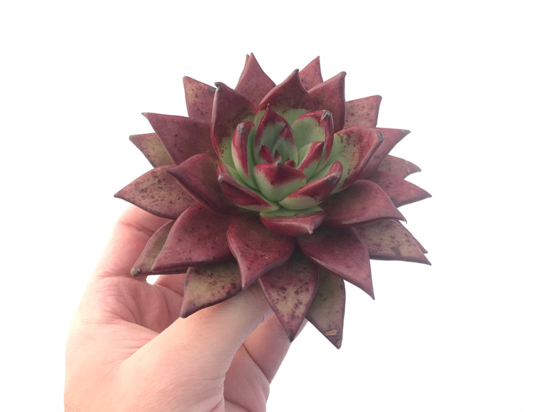 Echeveria Agavoides 'Luming' 5" Succulent Plant