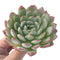 Echeveria 'Yusuke' 3" Succulent Plant