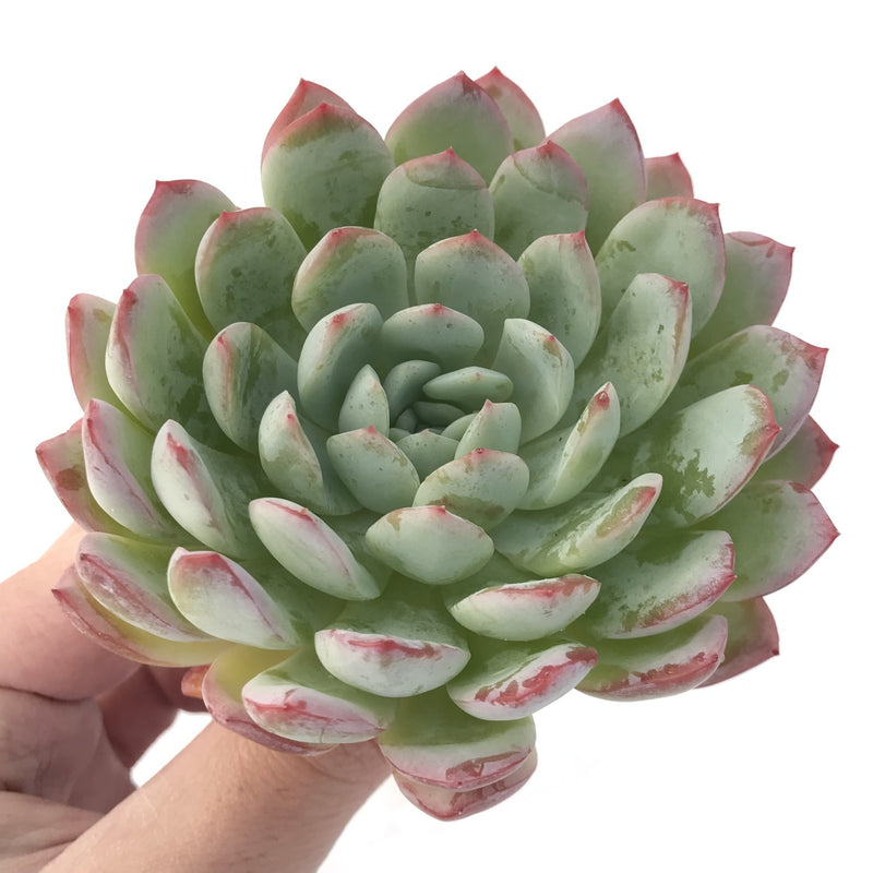 Echeveria 'Yusuke' 3" Succulent Plant