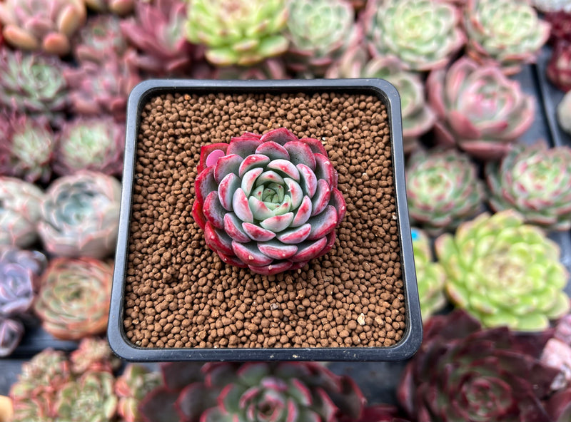 Echeveria 'Alliance' 1" Succulent Plant