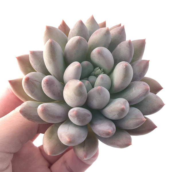 Echeveria 'Angels Finger 3" Rare Succulent Plant