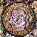 Echeveria 'Elegans Potosina' 5" Succulent Plant