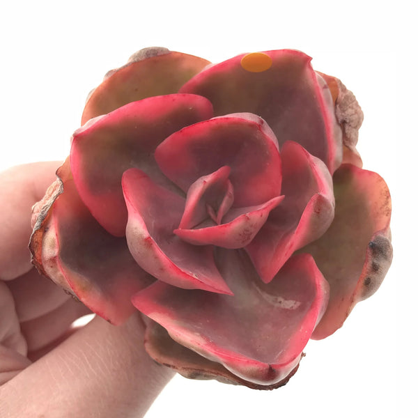 Echeveria Golden State Variegated 3” Rare Succulent Plant