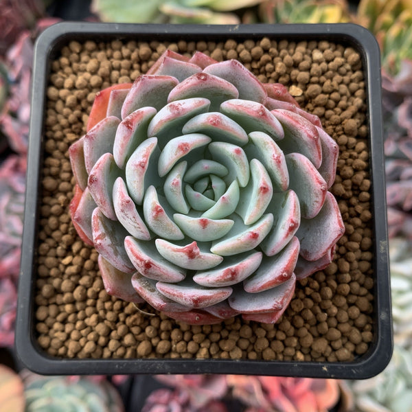 Echeveria 'Shirlyn' 2"-3" Succulent Plant