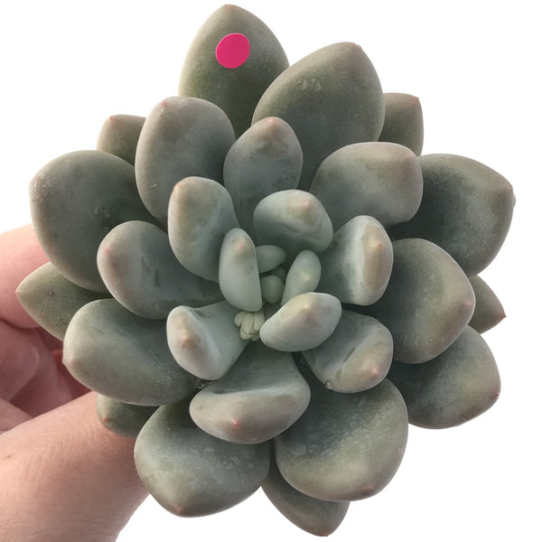 Pachyphytum cv 'Frevel' 4" Succulent Plant