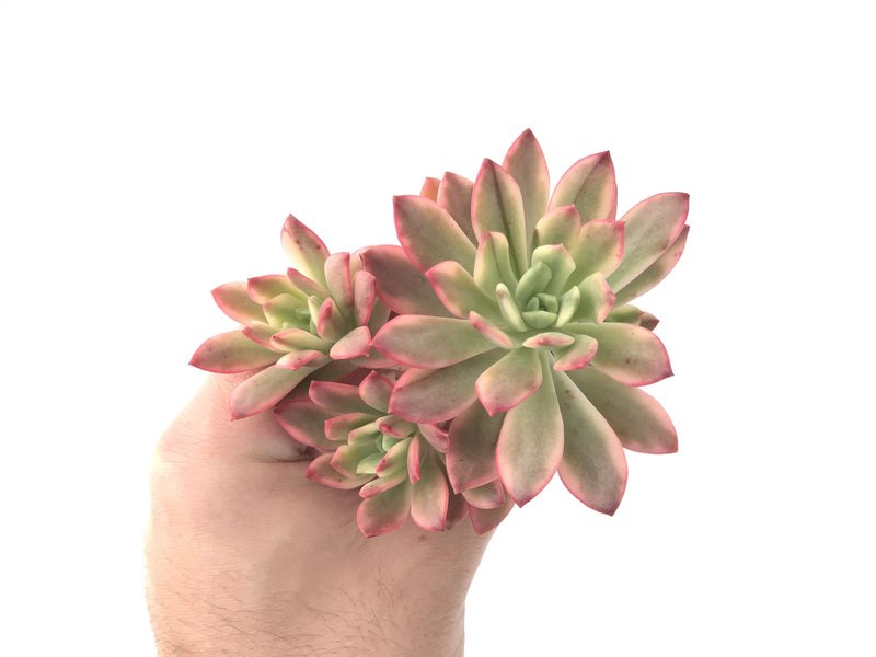 Echeveria 'Minibelle' Variegated Cluster 3"-4" Succulent Plant