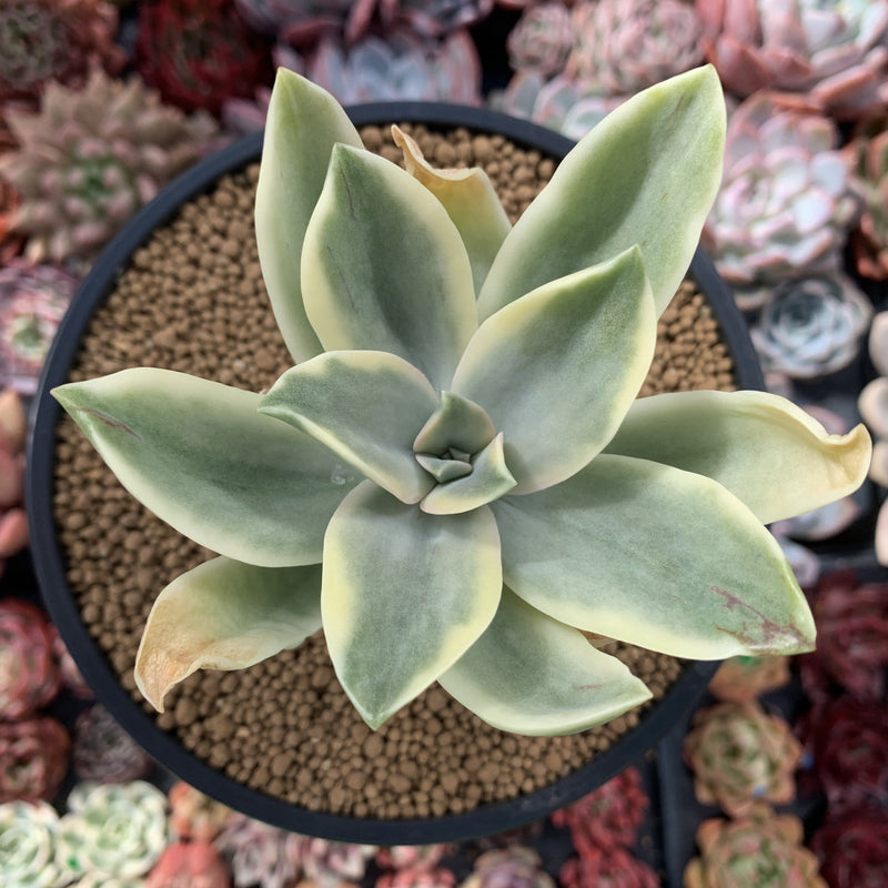 Graptoveria 'Fred Ives' Variegated 4" Succulent Plant