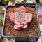 Echeveria 'Amazing Grace' 1" Succulent Plant