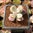 Cotyledon 'Orbiculata' Variegated 1" Small Cutting Succulent Plant *Cutting*