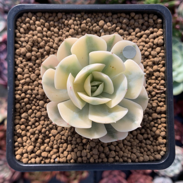 Echeveria Runyonii Variegated (Aka Echeveria 'Akaihosi' Variegated) 2" Succulent Plant