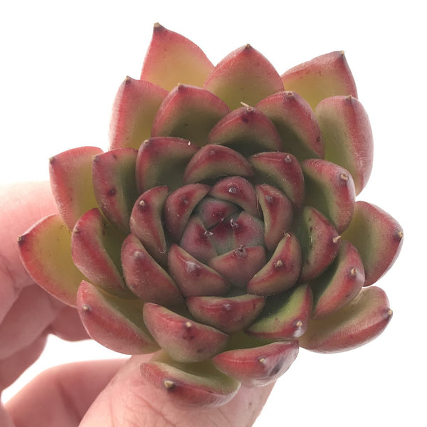 Echeveria Agavoides 'Hongbi' 4" Succulent Plant