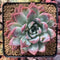 Echeveria sp. 4" Succulent Plant