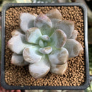 Pachyphytum cv 'Frevel' Hybrid 2" Succulent Plant