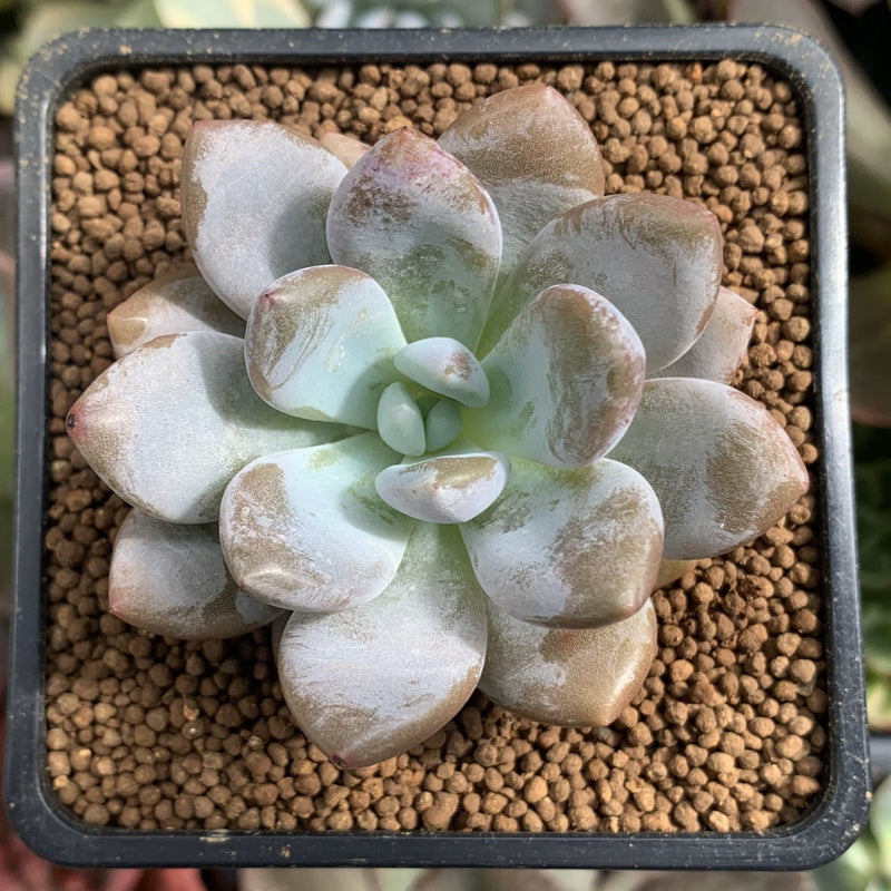 Pachyphytum cv 'Frevel' Hybrid 2" Succulent Plant