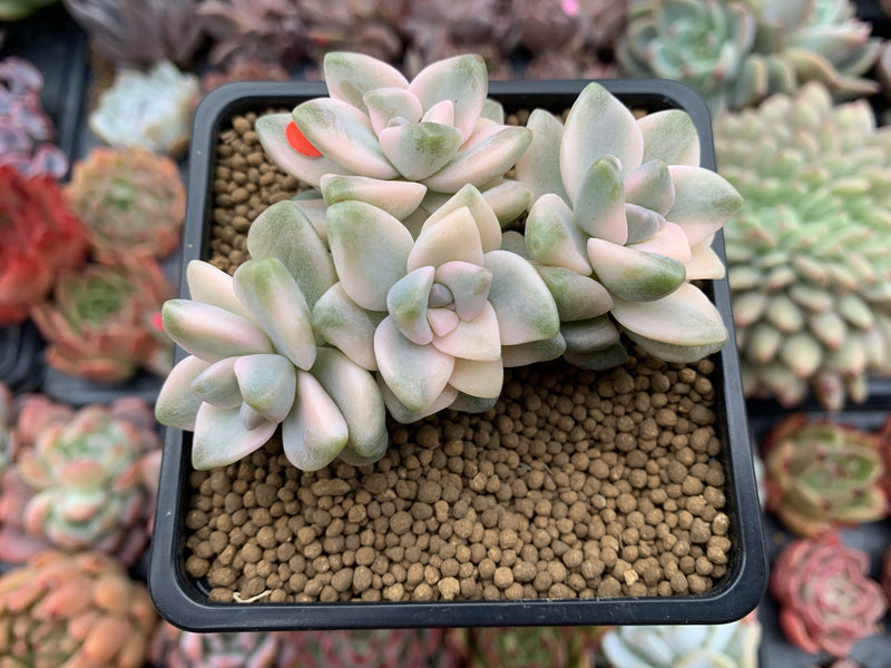 Graptoveria 'Titubans' Variegated 3" Cluster Succulent Plant