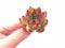 Echeveria Agavoides Rose Garnet 2” Rare Succulent Plant