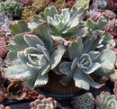 Echeveria 'Berkeley Light' Variegated 8+ Very Large Cluster Succulent Plant