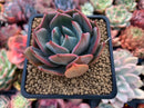 Echeveria 'Alpinasaem' 2"-3" Succulent Plant