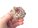 Echeveria 'Red Velvet' 2" Succulent Plant