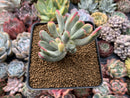 Cotyledon 'Orbiculata' Variegated 4" Succulent Plant