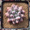 Pachyphytum 'Angels Finger' 4" Succulent Plant