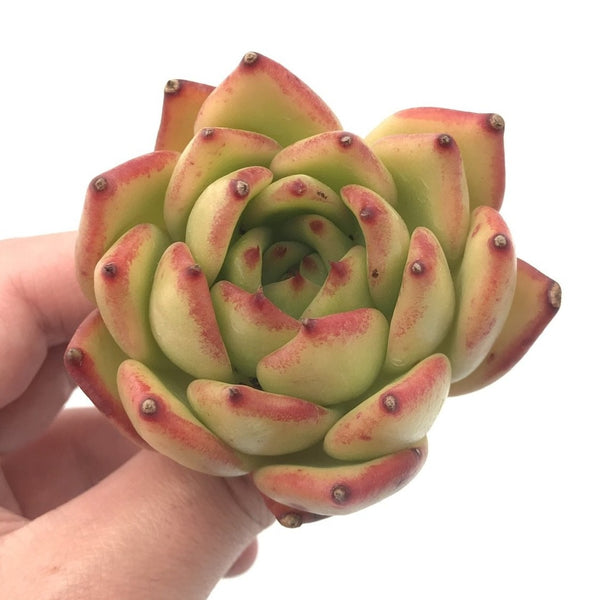 Echeveria Agavoides ‘Ebony’ Hybrid 3” Rare Succulent Plant