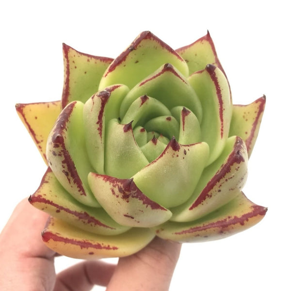 Echeveria Agavoides ‘Maria’ Wide Leaf Clone 4" Rare Succulent Plant