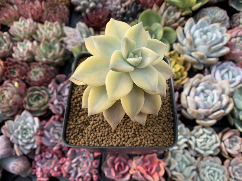 Graptopetalum 'Paraguayense' Variegated 4" Succulent Plant