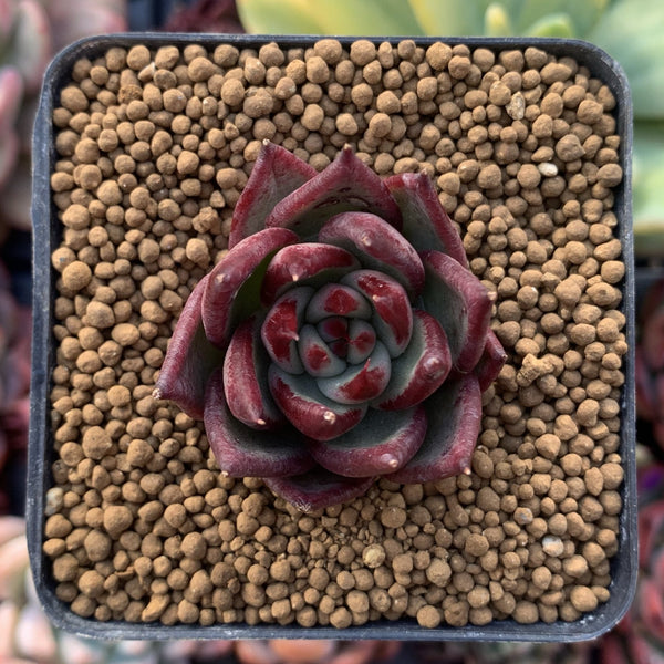 Echeveria Agavoides 'Johnny Walker' 1"-2" Succulent Plant