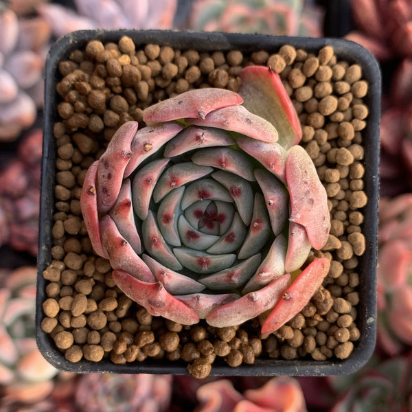 Echeveria sp. 1"-2" Succulent Plant