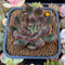 Echeveria Agavoides 'Red Bell' 2" Succulent Plant