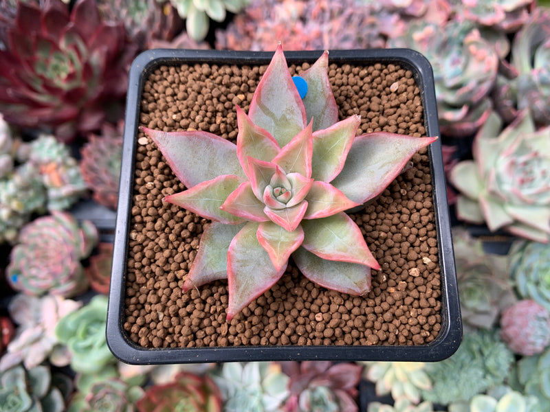 Echeveria 'Madiba' Hybrid 1"-2" Succulent Plant