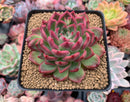 Echeveria Agavoides 'Florditi' 4" Succulent Plant