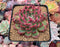 Echeveria Agavoides 'Florditi' 4" Succulent Plant