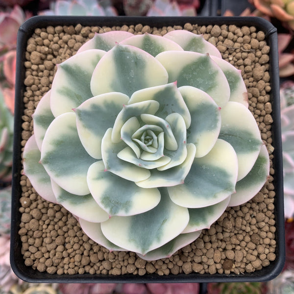 Echeveria 'Compton Carousel' Variegated 3"-4" Succulent Plant