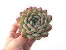 Echeveria 'Yusuke' 3" Succulent Plant