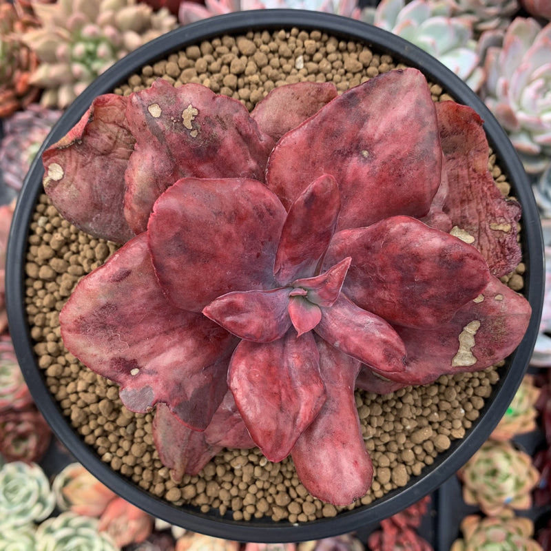 Echeveria 'Diamond State' Variegated 4" Succulent Plant