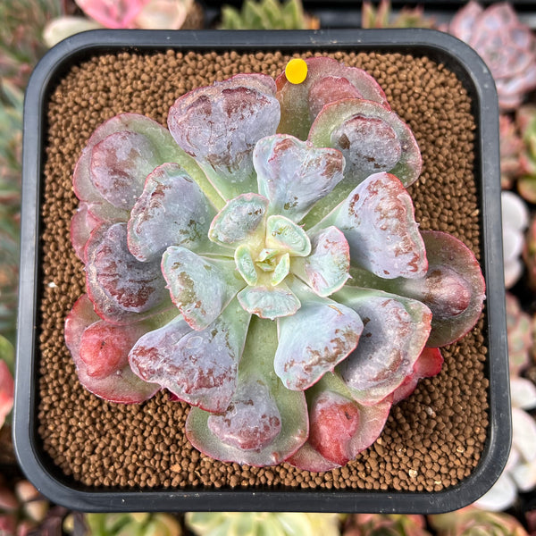 Echeveria 'Hearts Delight' 2"-3" Succulent Plant