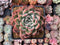 Echeveria sp. 4"  Succulent Plant