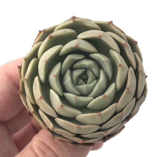 Echeveria ‘Maroon Hill’ 1”-2” Rare Succulent Plant