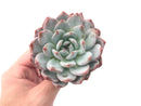 Echeveria 'Orange Monroe' 4" Powdery Succulent Plant