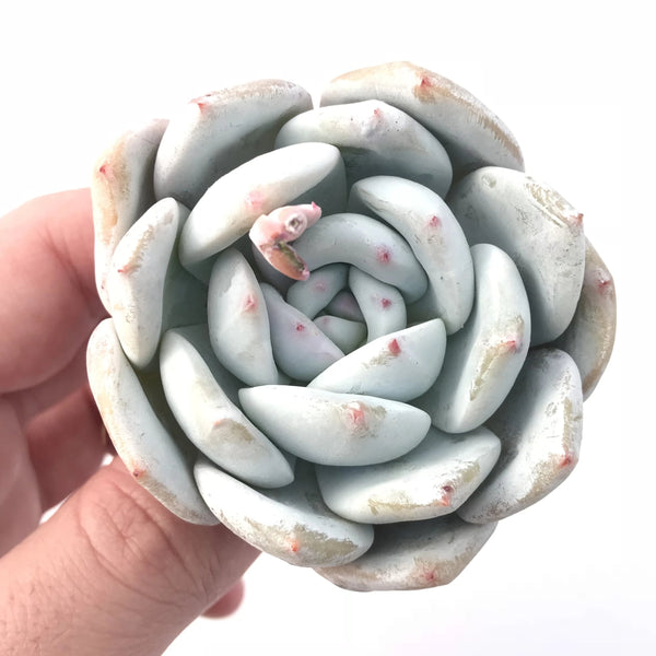 Echeveria Ivory 2” Rare Succulent Plant