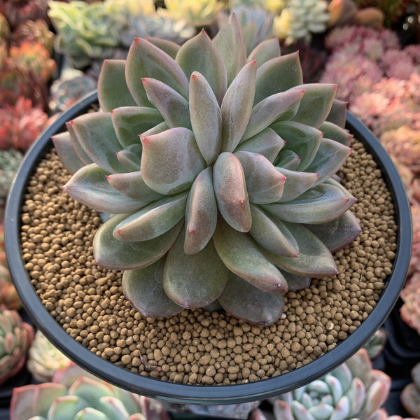 Echeveria Agavoides 'Sharmon' 5" Succulent Plant