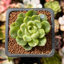 Echeveria sp. Lightly Variegated 1" Succulent Plant