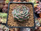 Echeveria sp. 2" Powdery Succulent Plant