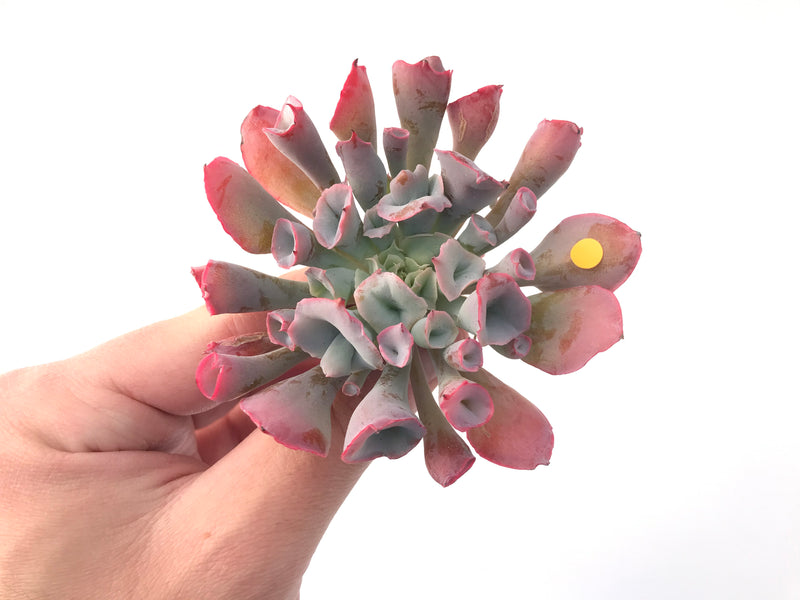 Echeveria 'Trumpet Pinky' 3" Succulent Plant