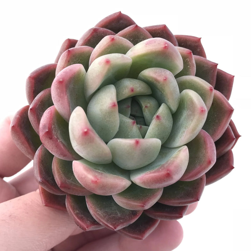 Echeveria Blue Suprise Hybrid 2” Rare Succulent Plant