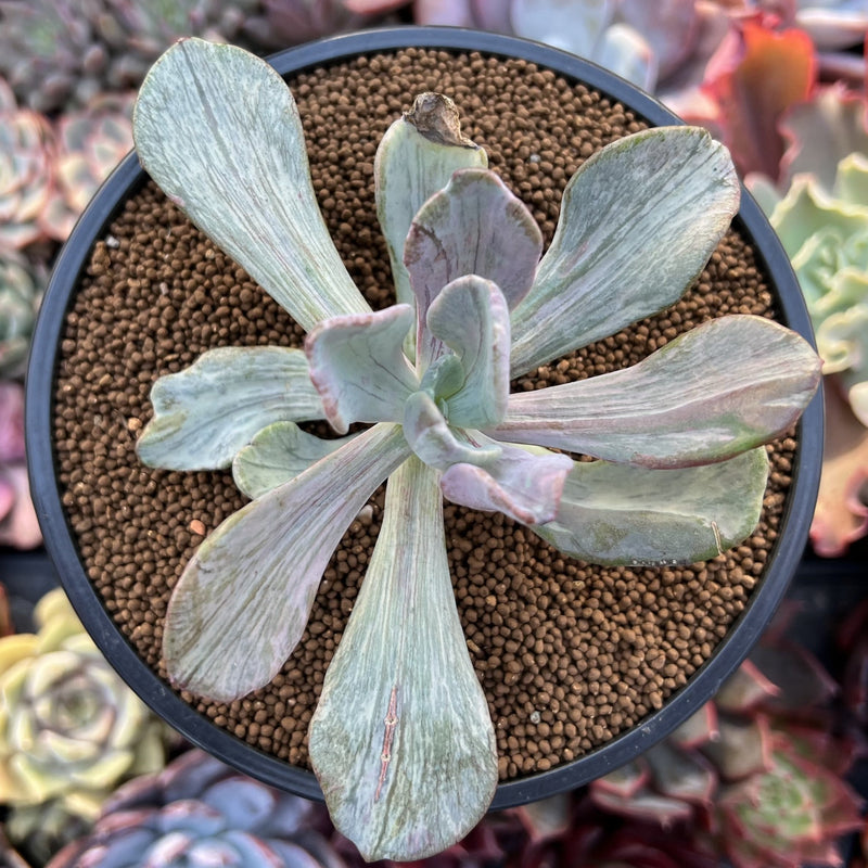 Pachyveria 'Jocelyns Joy' Variegated 2" Succulent Plant